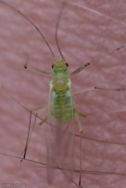 Sycamore Aphid