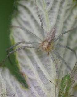 Philodromus albidus
