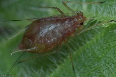 Common Nettle Aphid