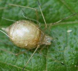 Common Nettle Aphid