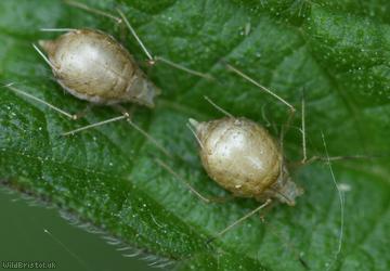 Common Nettle Aphid