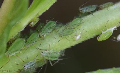 Potato Aphid