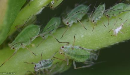 Potato Aphid