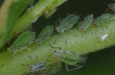 Potato Aphid