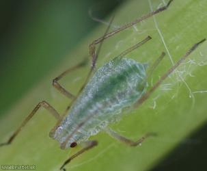 Potato Aphid
