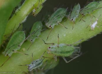 Potato Aphid