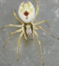 image for Bleeding Heart Spider