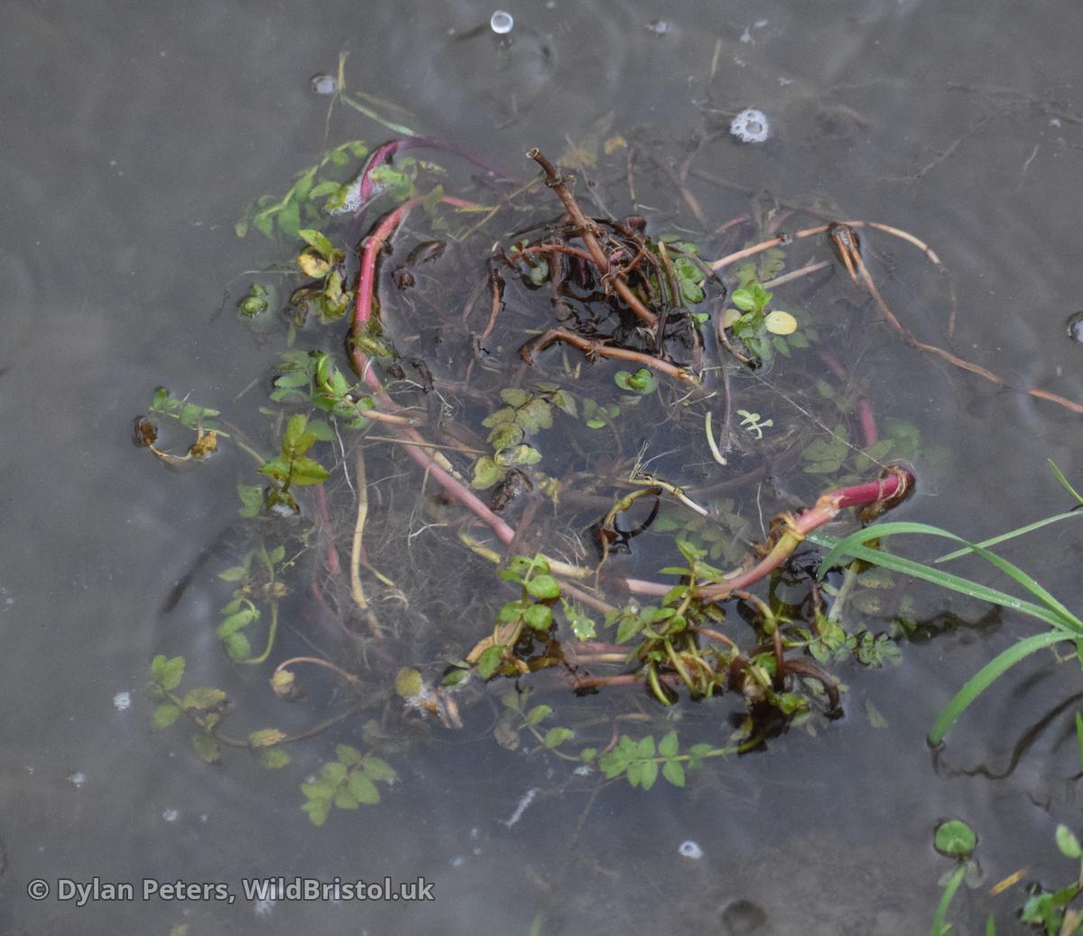 Clump of aquatic plants (Fool's Water-cress and Brooklime) found dumped, 22.01.26