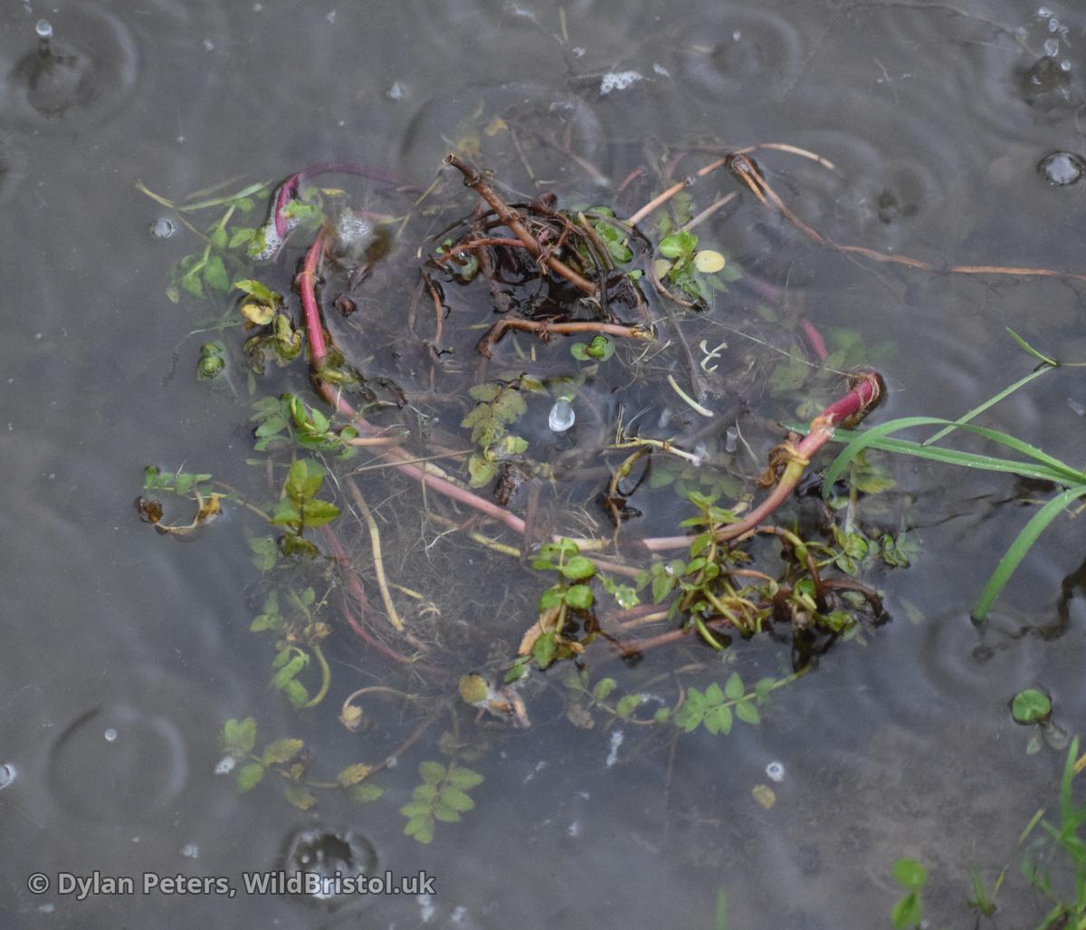 Clump of aquatic plants (Fool's Water-cress and Brooklime) found dumped, 22.01.26