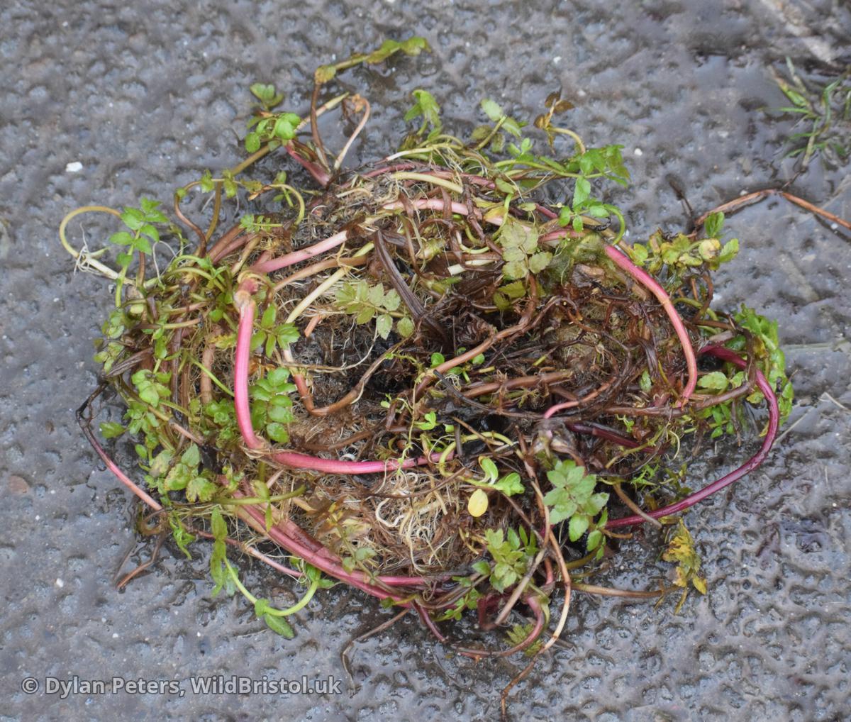 Clump of aquatic plants (Fool's Water-cress and Brooklime) found dumped, 22.01.26