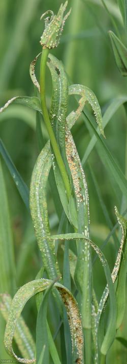 image for Puccinia hysterium