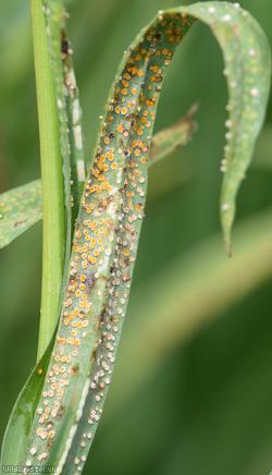Puccinia hysterium