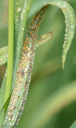 Puccinia hysterium