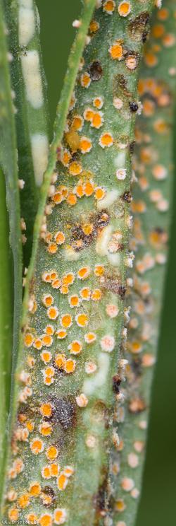 Puccinia hysterium