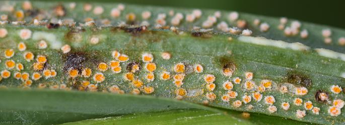 Puccinia hysterium