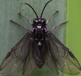 Iris Sawfly