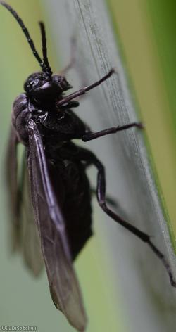 Iris Sawfly