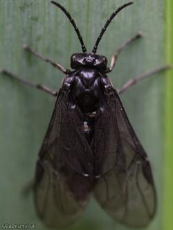 Iris Sawfly