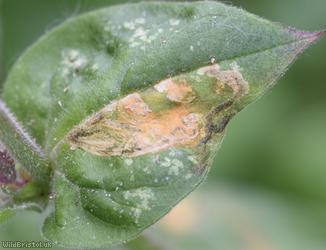 Amauromyza flavifrons