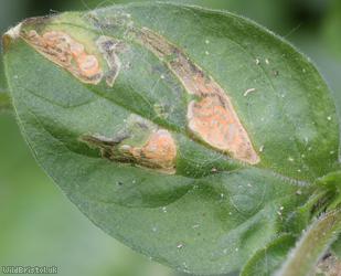 Amauromyza flavifrons