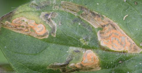 Amauromyza flavifrons