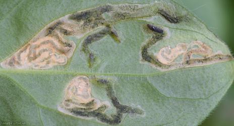 Amauromyza flavifrons