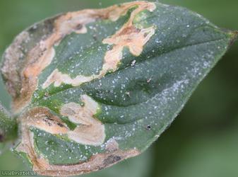 Amauromyza flavifrons