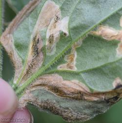 Amauromyza flavifrons