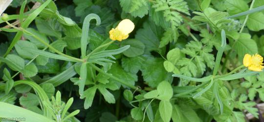Goldilocks Buttercup type 3