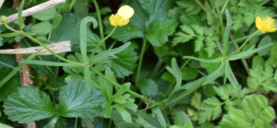 Goldilocks Buttercup type 3