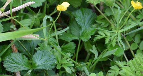 Goldilocks Buttercup type 3