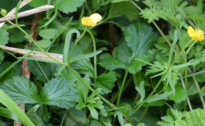 Goldilocks Buttercup type 3