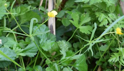 Goldilocks Buttercup type 3