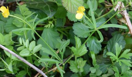 image for Goldilocks Buttercup