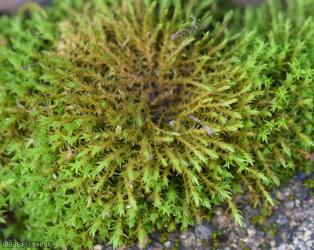 image for False Beard-moss