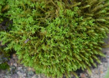 False Beard-moss