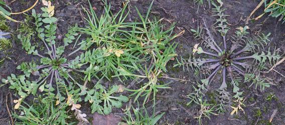 Shepherd's-purse type 57