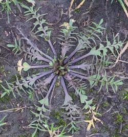 Shepherd's-purse type 57