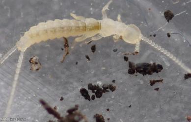 image for Campodea fragilis?