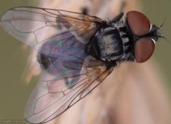 Stripe-backed Phasia