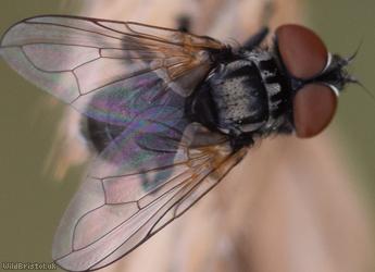 Stripe-backed Phasia