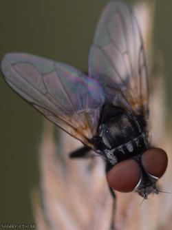 Stripe-backed Phasia