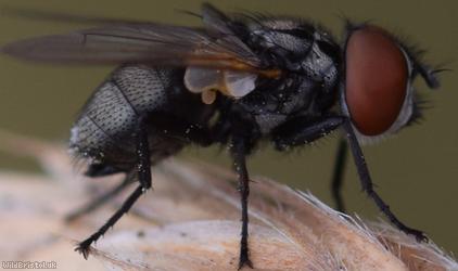 Stripe-backed Phasia