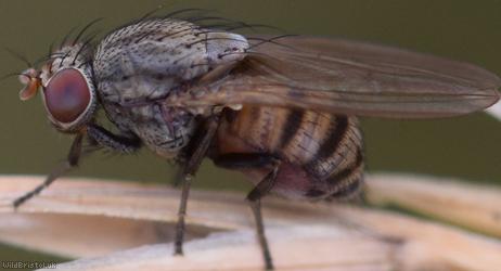 image for Lauxaniid Flies