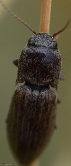 Lined Click Beetle