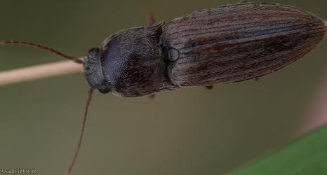 image for Lined Click Beetle
