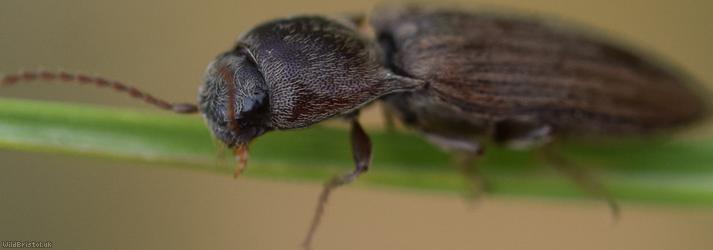 Lined Click Beetle