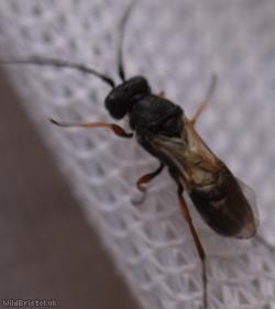 Chelonus Unidentified