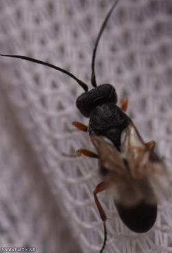 Chelonus Unidentified