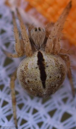 Gorse Orbweaver